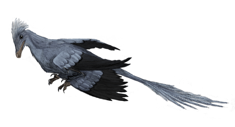 Microraptor