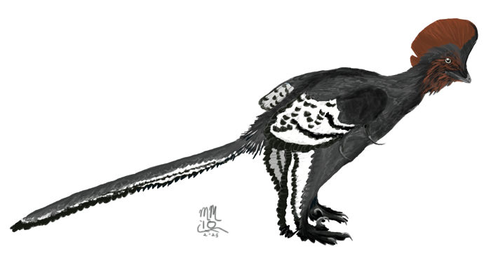 Anchiornis