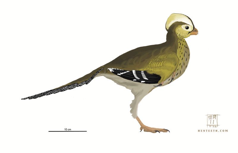 ashdown maniraptoran