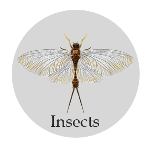 insects
