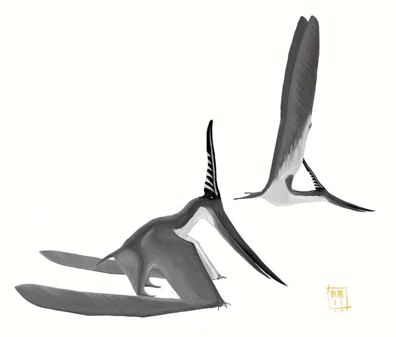 pteranodon