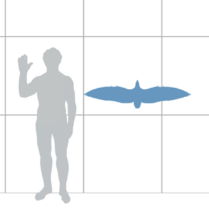 Scale diagram